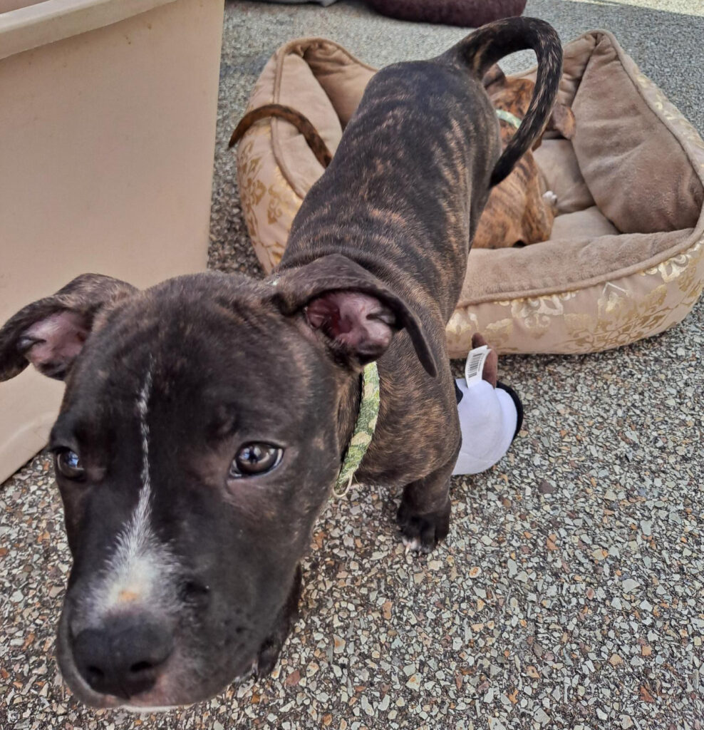 A cute dog stepping out of its dog bed