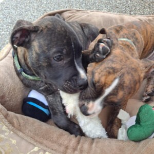 Two cute dogs playing with a toy while lying in a dog bed
